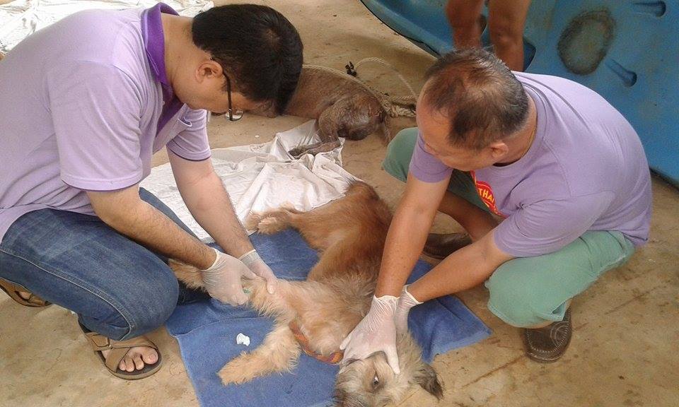 Sterilisierung Koh Chang cl zwei Ärzte mit Hund
