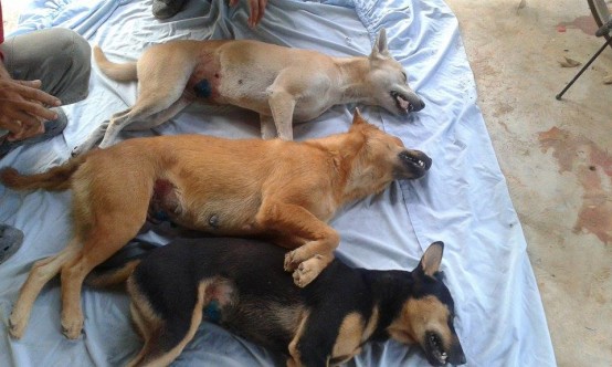 Sterilisierung Koh Chang drei Hunde liegen Boden cl