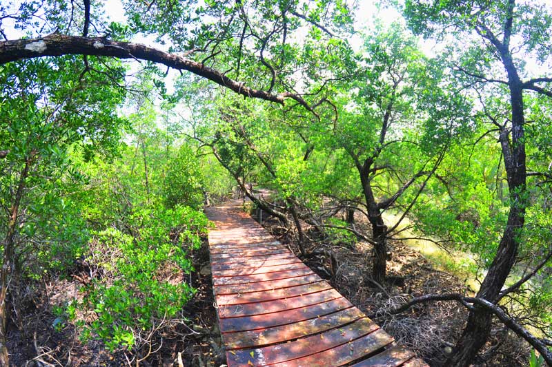 ostküste-koh-chang-Mangroven-Hideaway