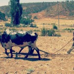 Dürre und Hungersnot – heuer keine Reise nach Äthiopien möglich