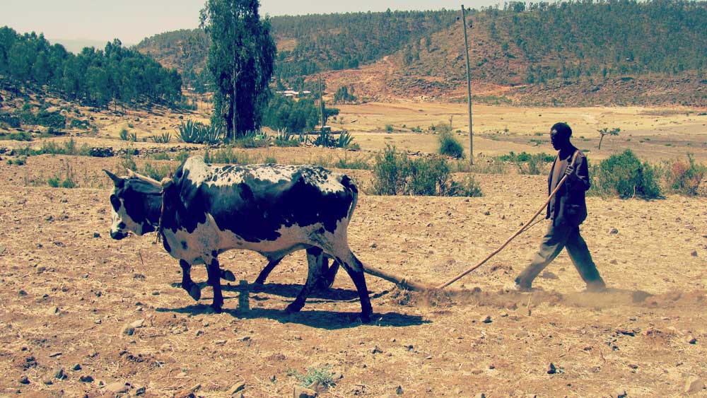 Dürre und Hungersnot – heuer keine Reise nach Äthiopien möglich