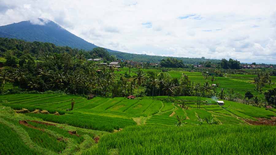 Die-Reisfelder-gehören-mit-zum-Schönsten-was-die-Erde-zu-bieten-hat-(2)