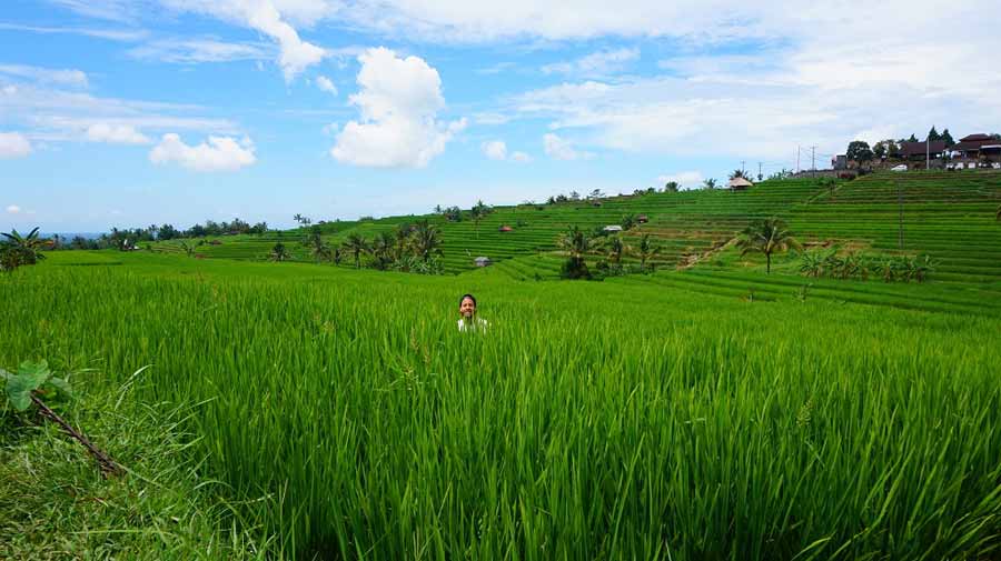 Die-Reisfelder-gehören-mit-zum-Schönsten-was-die-Erde-zu-bieten-hat