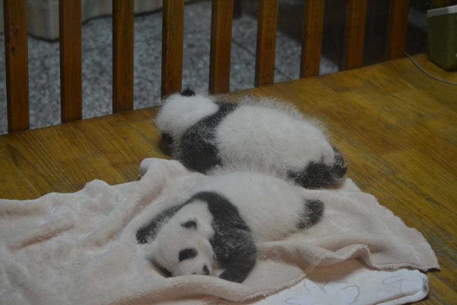 chengdu-china-panda-babys