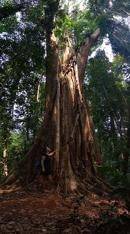 Mammutbäume-koh-kood-baum-dschungel-insel-thailand